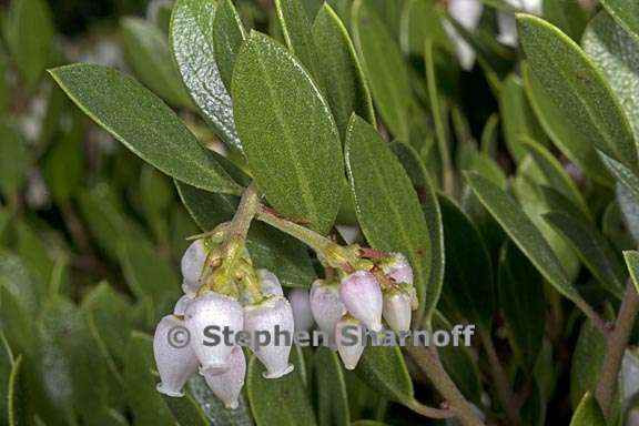 arctostaphylos franciscana 2 graphic